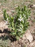 Vinca erecta