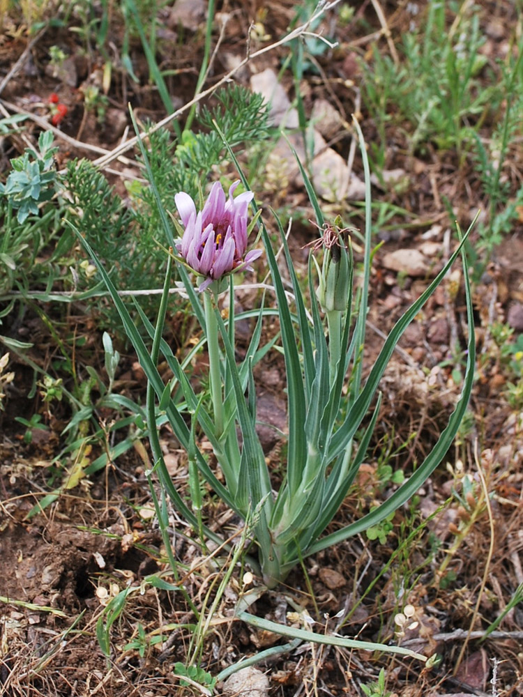 Изображение особи Tragopogon malikus.