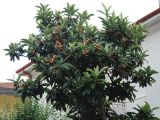 Eriobotrya japonica. Верхушка плодоносящего растения. Италия, Римини, в культуре. 21.06.2012.