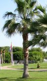 Washingtonia robusta