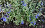 Salvia patens