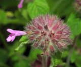 Clinopodium vulgare