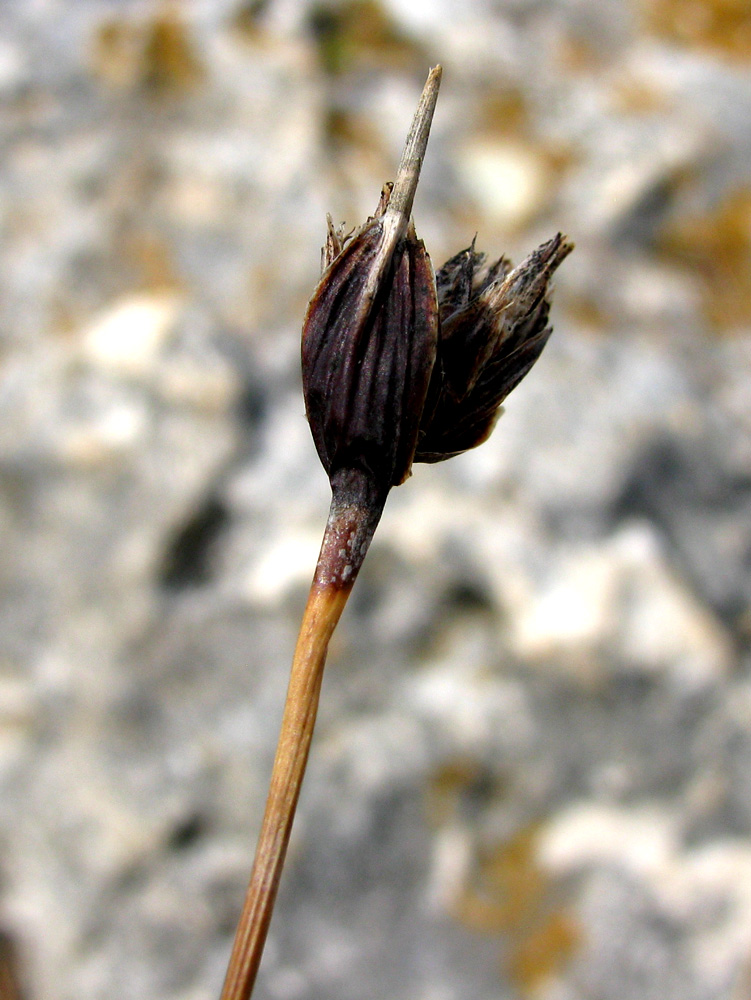 Image of Schoenus nigricans specimen.