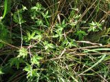 Geranium sibiricum