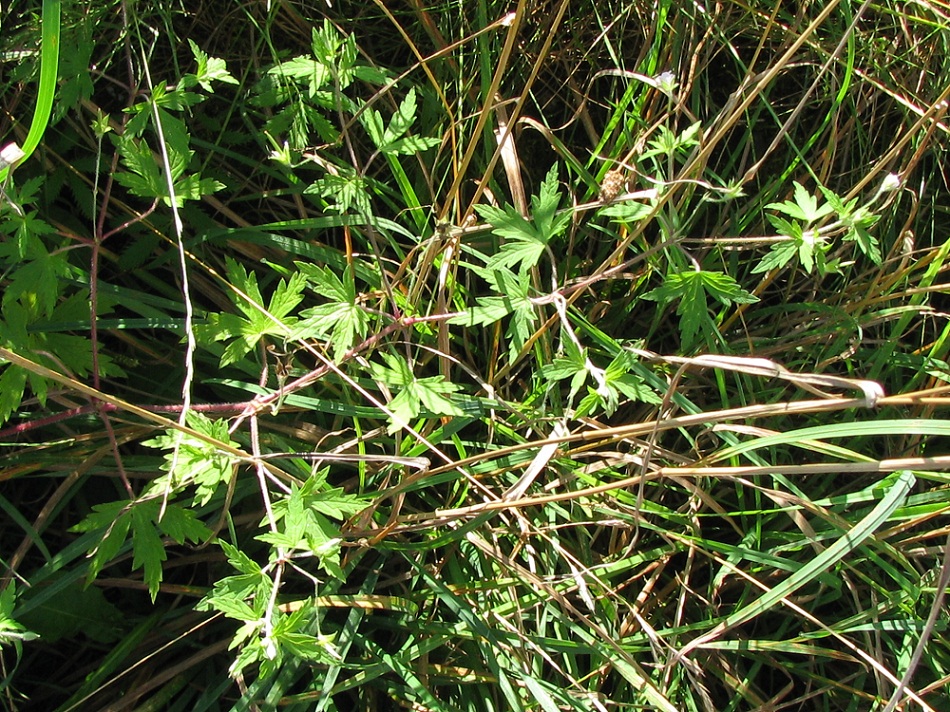 Изображение особи Geranium sibiricum.