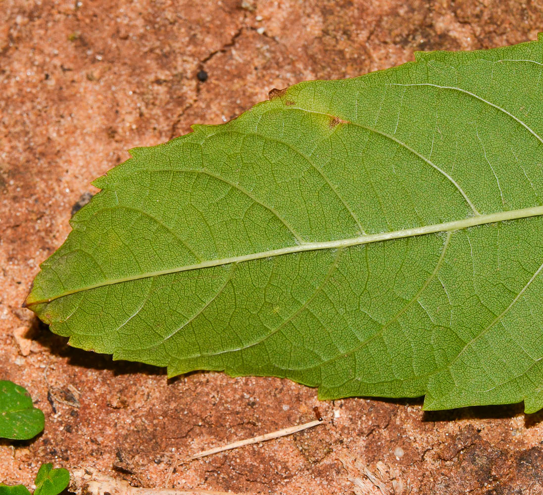 Image of Tecoma castanifolia specimen.
