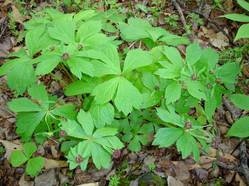 Image of Sanicula rubriflora specimen.