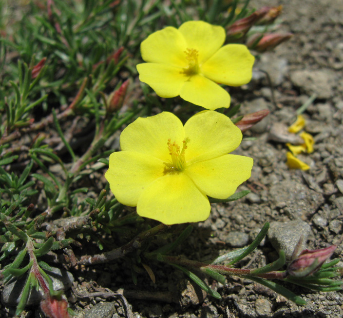 Image of Fumana procumbens specimen.