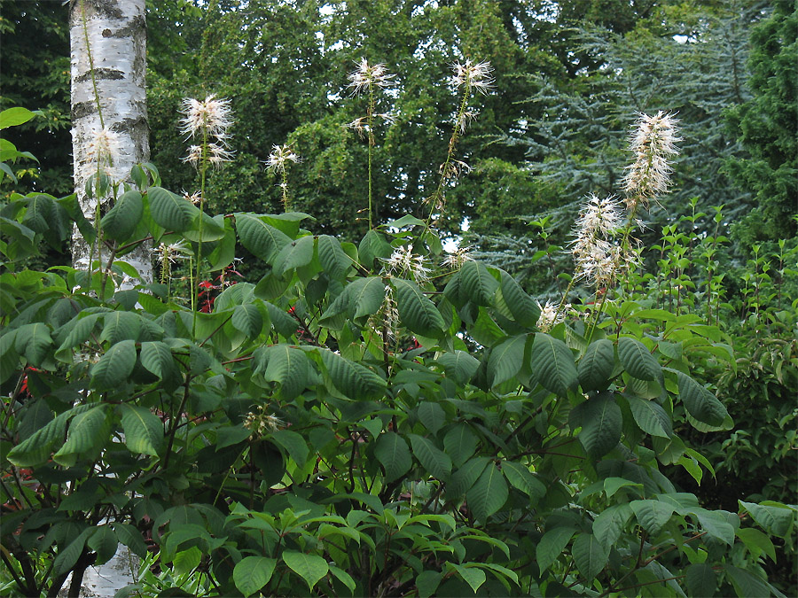 Image of Aesculus parviflora specimen.