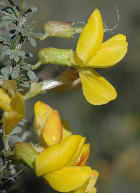 Image of Caragana balchaschensis specimen.