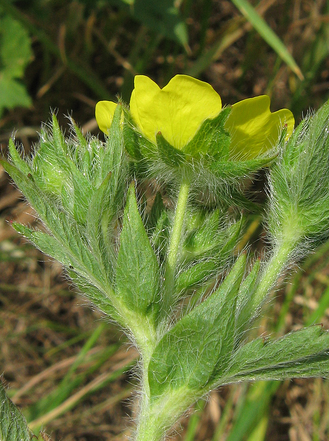 Image of Potentilla recta specimen.