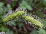 Carex vesicaria