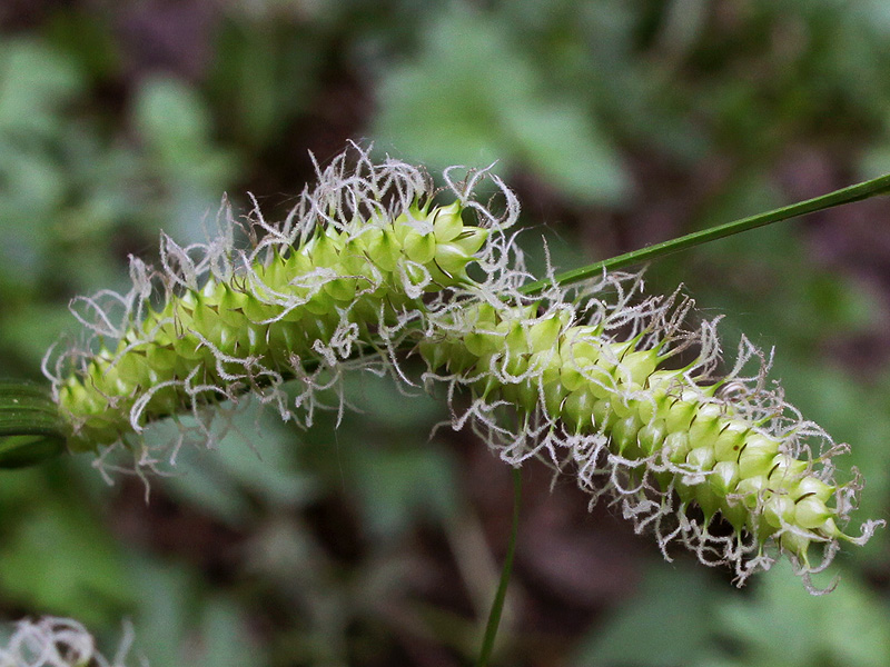 Изображение особи Carex vesicaria.