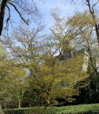 Acer palmatum