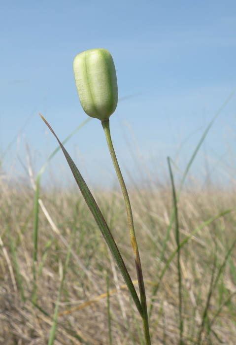 Image of Fritillaria meleagroides specimen.