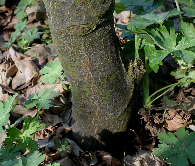 Image of Acer palmatum specimen.