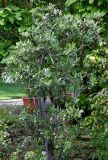 Pittosporum crassifolium