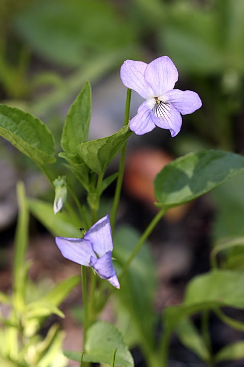 Изображение особи Viola canina.