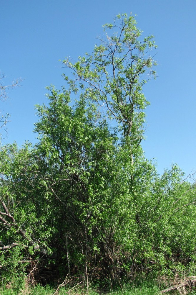 Изображение особи Salix acutifolia.