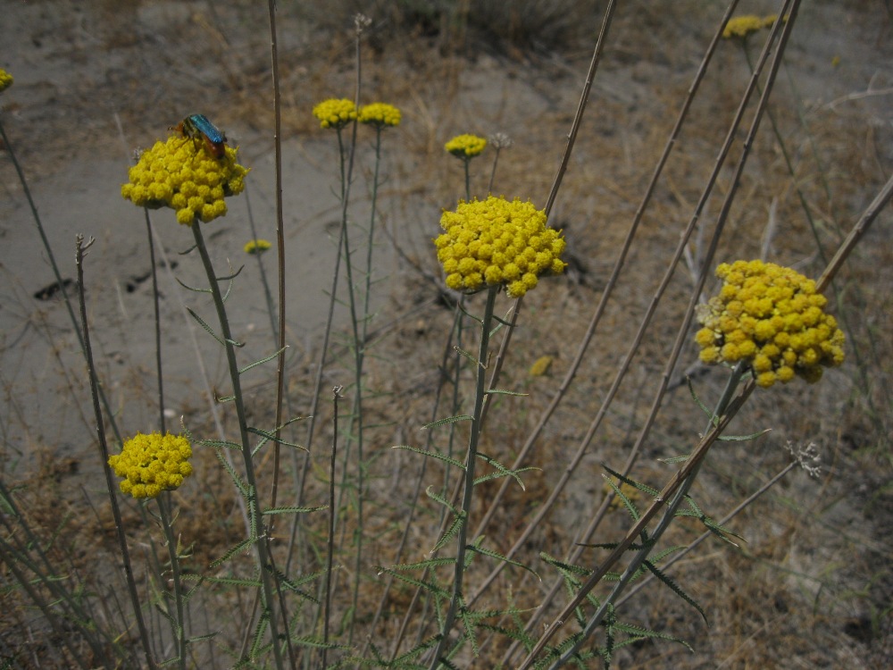 Image of Achillea santolina specimen.