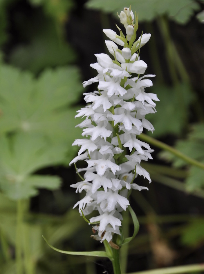 Изображение особи Dactylorhiza saccifera.