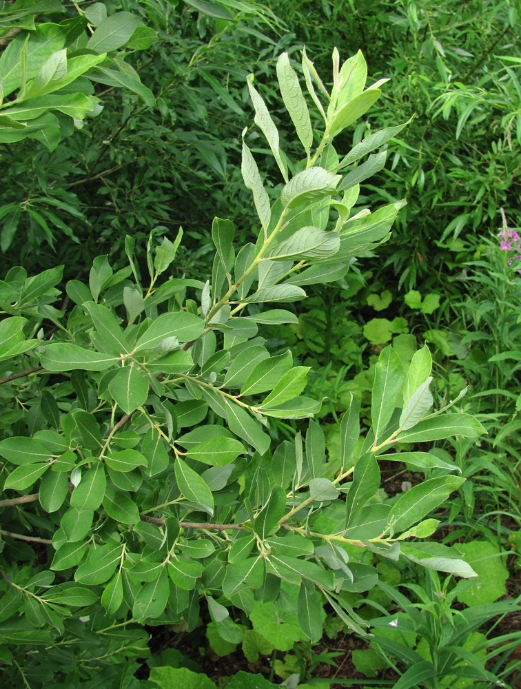 Изображение особи Salix cinerea.