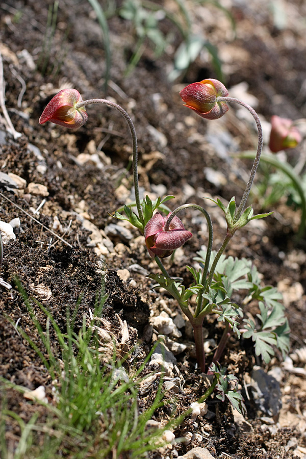 Изображение особи Anemone gortschakowii.