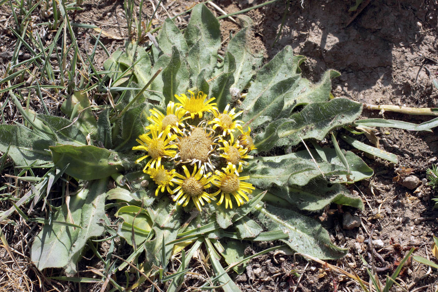 Изображение особи Inula rhizocephala.