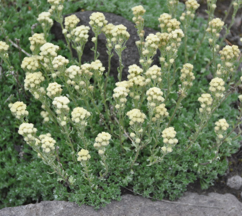 Image of Artemisia glomerata specimen.