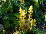 Orobanche hederae