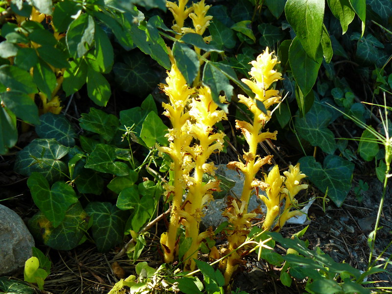 Изображение особи Orobanche hederae.