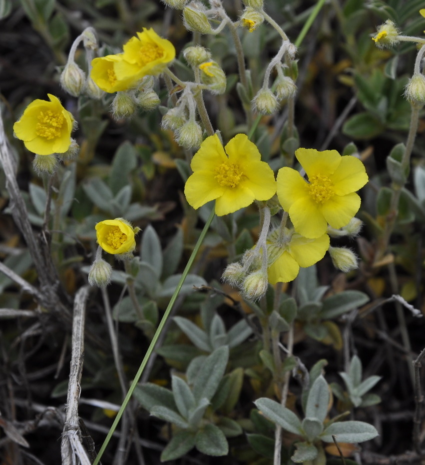 Image of Helianthemum canum specimen.