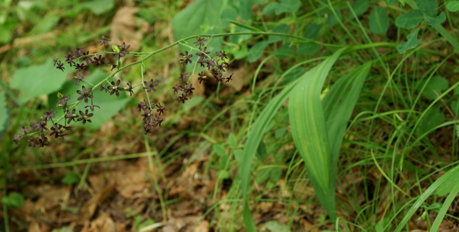 Изображение особи Veratrum maackii.