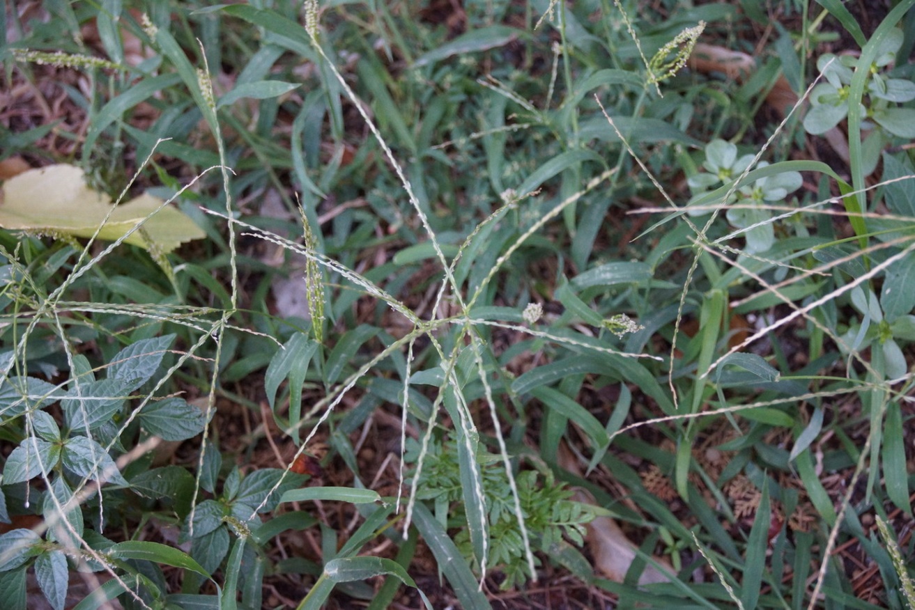 Изображение особи Digitaria sanguinalis.