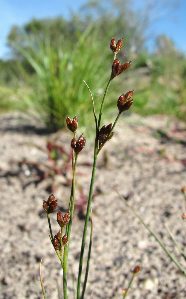 Изображение особи Juncus nodulosus.