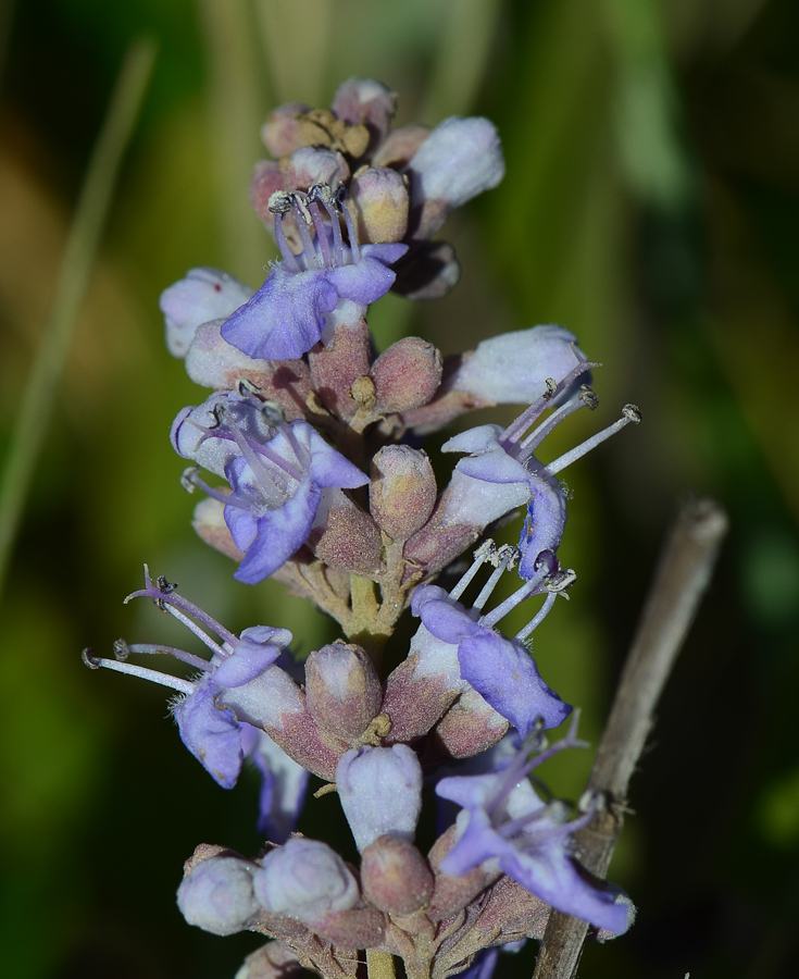 Изображение особи Vitex agnus-castus.