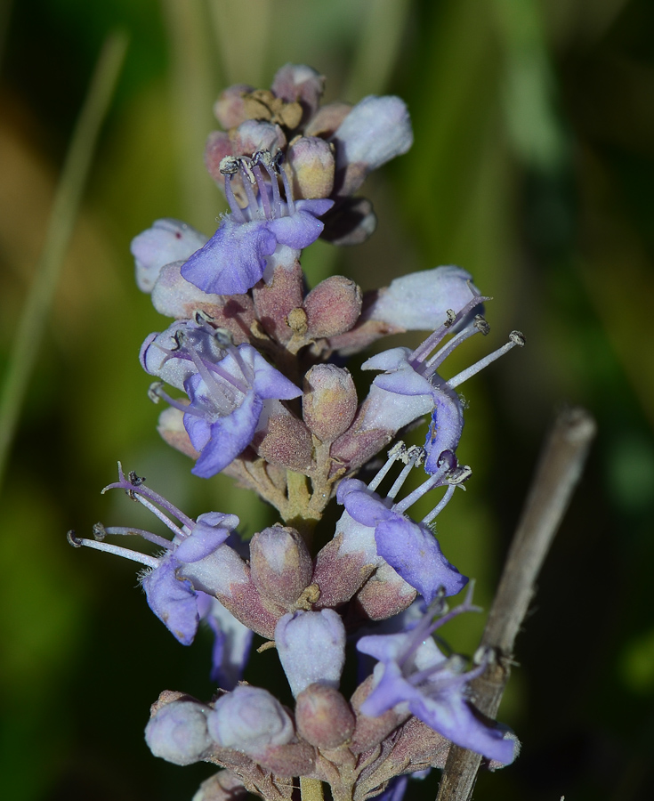 Image of Vitex agnus-castus specimen.