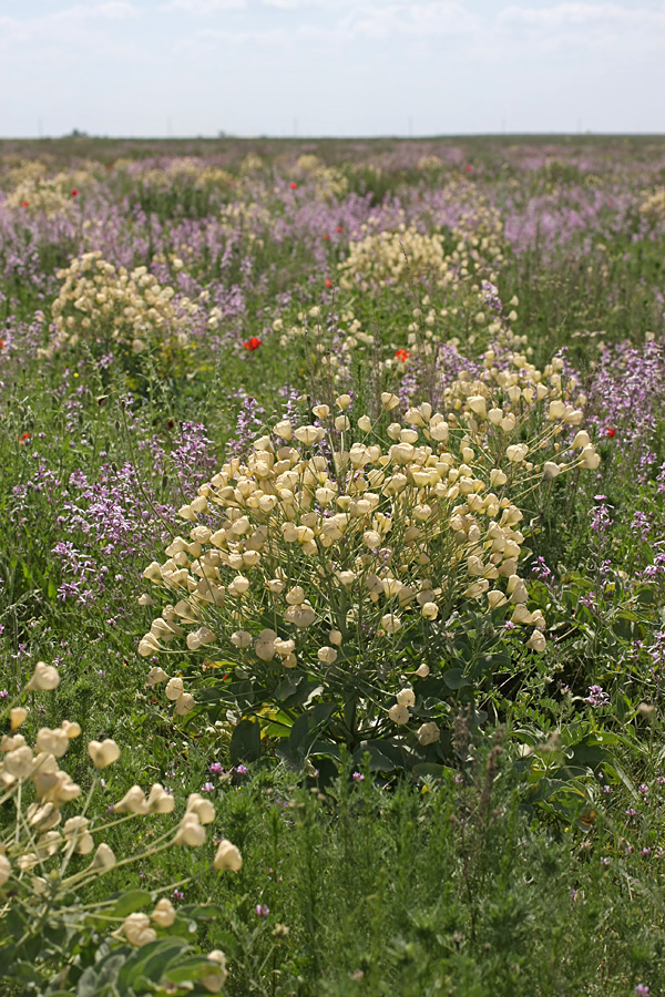 Image of Leontice ewersmanni specimen.