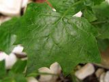 Mycelis muralis