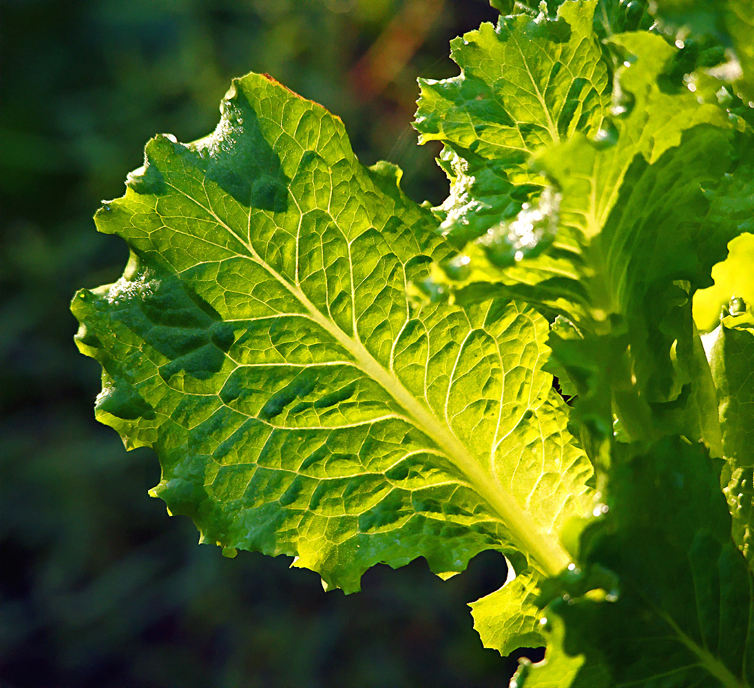 Изображение особи Lactuca sativa.