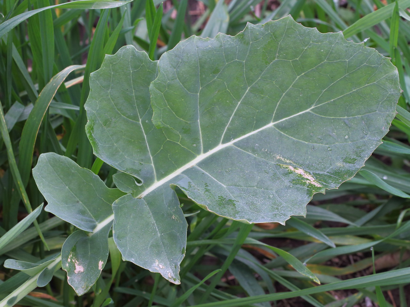 Изображение особи Brassica napus.