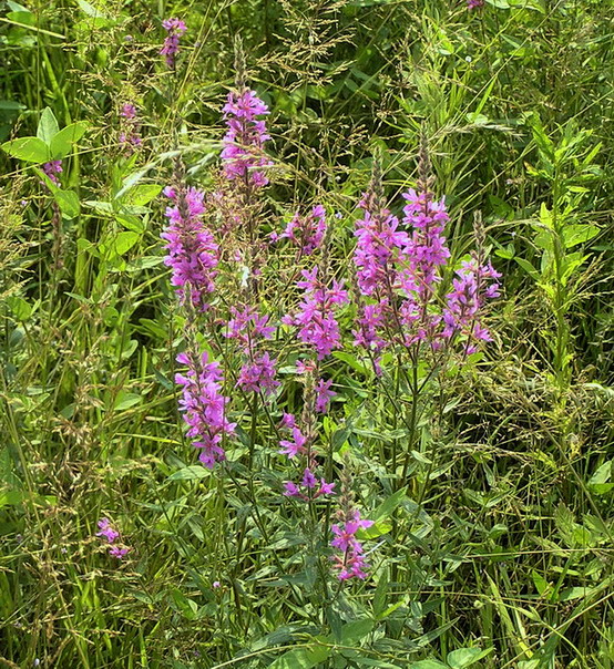 Image of Lythrum salicaria specimen.