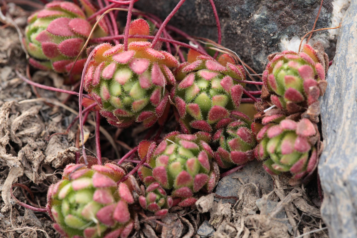Image of Saxifraga stenophylla specimen.
