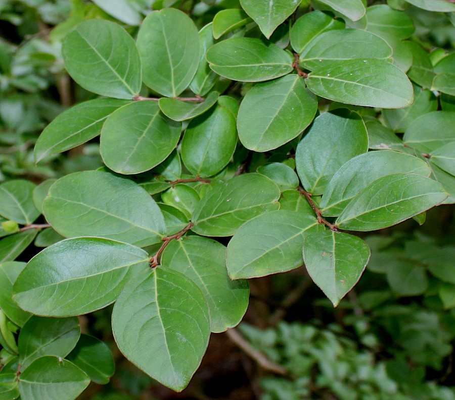 Image of Lagerstroemia indica specimen.