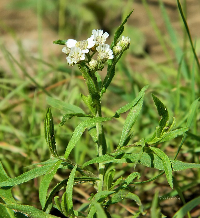 Image of Achillea cartilaginea specimen.