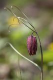 Fritillaria ruthenica. Верхушка цветущего растения. Ростовская обл., Аксайский р-н, окр. хут. Александровка, байрачные заросли. 27.04.2011.