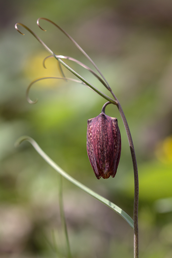 Изображение особи Fritillaria ruthenica.