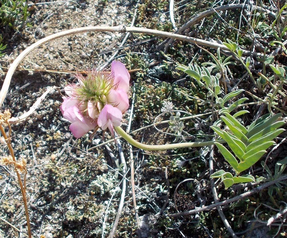 Image of Hedysarum setigerum specimen.