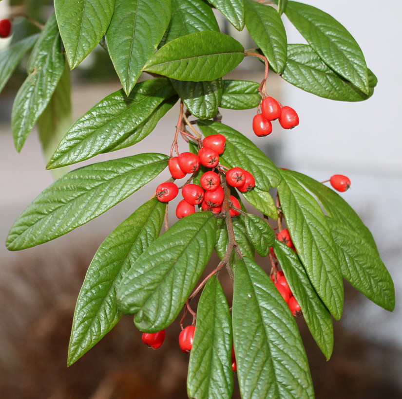 Изображение особи Cotoneaster salicifolius var. henryanus.