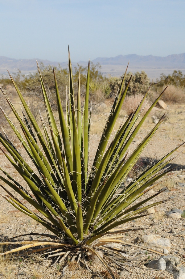 Изображение особи Yucca schidigera.